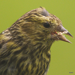 Siskin munching a sunflower heart