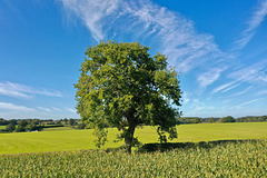 Lone Tree