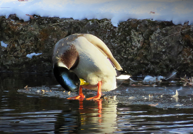 Drake mallard on a frozen floe. Nymphenburg Palace Park, Munich.