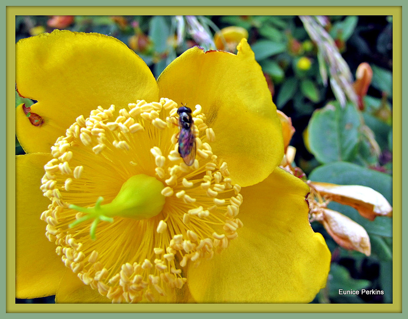 Evening Primrose