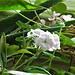 White geranium