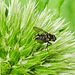 20230626 1347CPw [D~LIP] Kugeldistel, Fliege, Bad Salzuflen