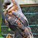 20230728 3308CPw [D~HF] Schleiereule (Tyto alba), Tierpark Herford