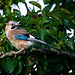 Jay