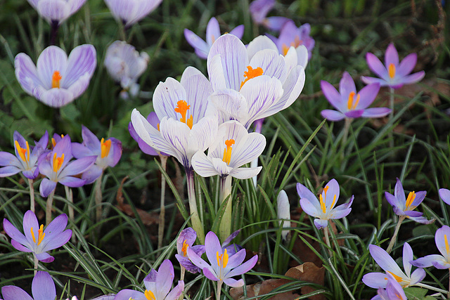 Krokusblüten Krokusblüten
