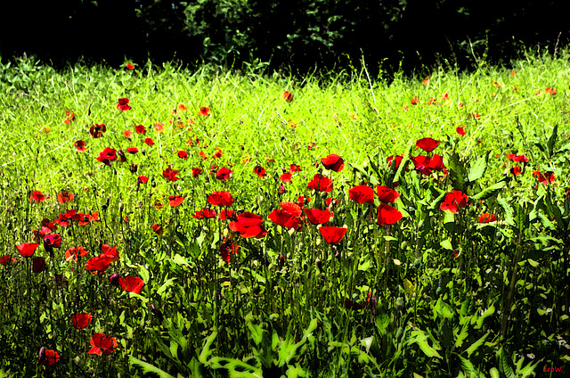 Impressionistischer Mohn