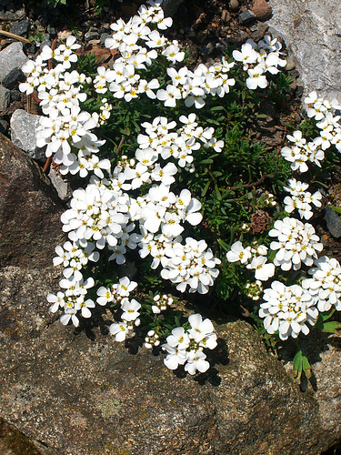 044  Eine zwergige Schleifenblume Iberis