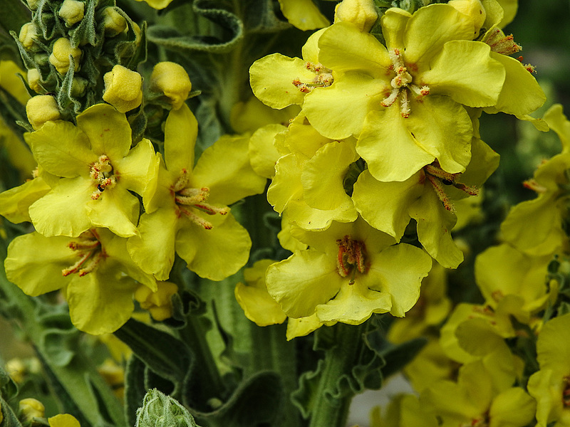 20170611 1871CPw [D~LIP] Königskerze (Verbascum densiflorum), UWZ, Bad Salzuflen