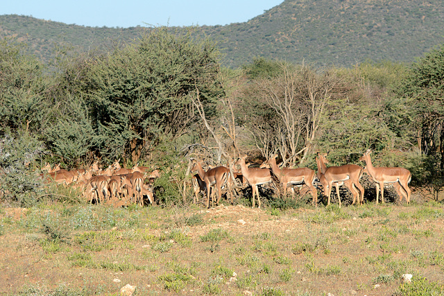 Namibia, A Lot of Female Impalas in the Erindi Game Reserve