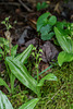 Liparis loeselii (Loesel's Twayblade orchid)