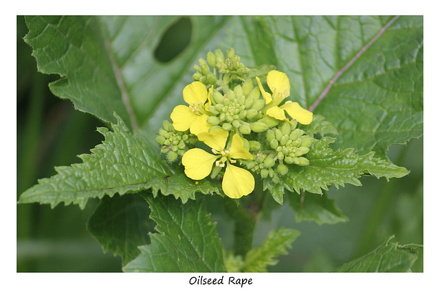 Oilseed Rape - naturalized 11 5 2012