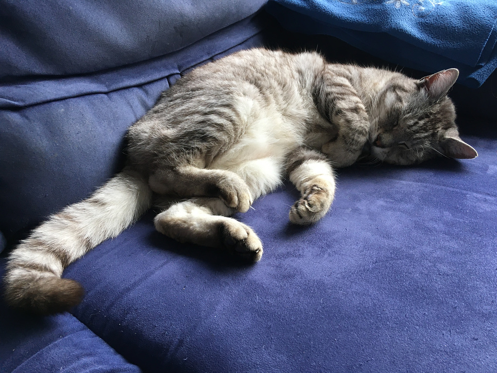 Babou