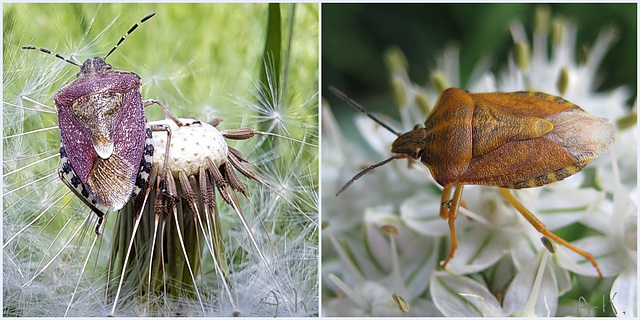 Beerenwanze [Dolycoris baccarum]    /   Nördliche Fruchtwanze [Carpocoris fuscispinu]