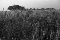 Poppy in wheat field