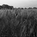 Poppy in wheat field
