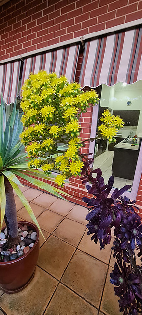 Aeonium on  a winter day