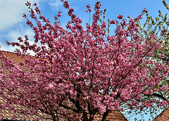 Frühling im April...