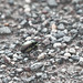 20250524-20250525_Benneckenstein+Wanderung Tanne bis Elbingerode