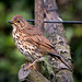 Thrush