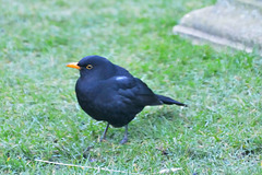 Blackbird - Turdus merula