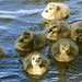 Branta canadensis