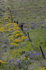 Spring in Eastern Washington