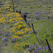 Spring in Eastern Washington