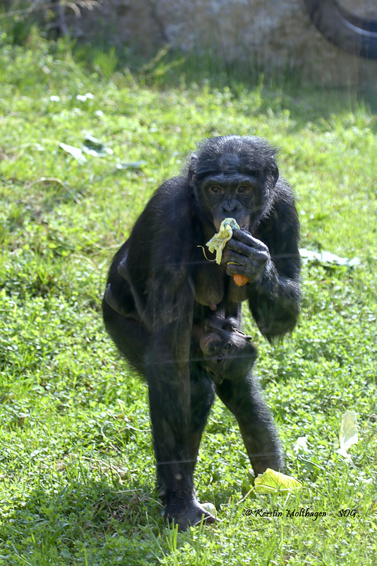 Banbo und Baby im Grünen (Wilhelma)