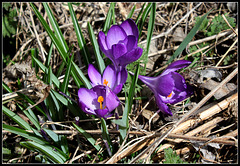 Crocus