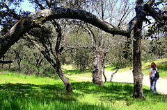 El Pardo - with encinas (holm oaks), common and much loved in Spain.