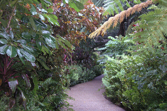 Kuranda Rainforest Walk