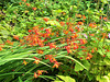 The mombretia in my garden