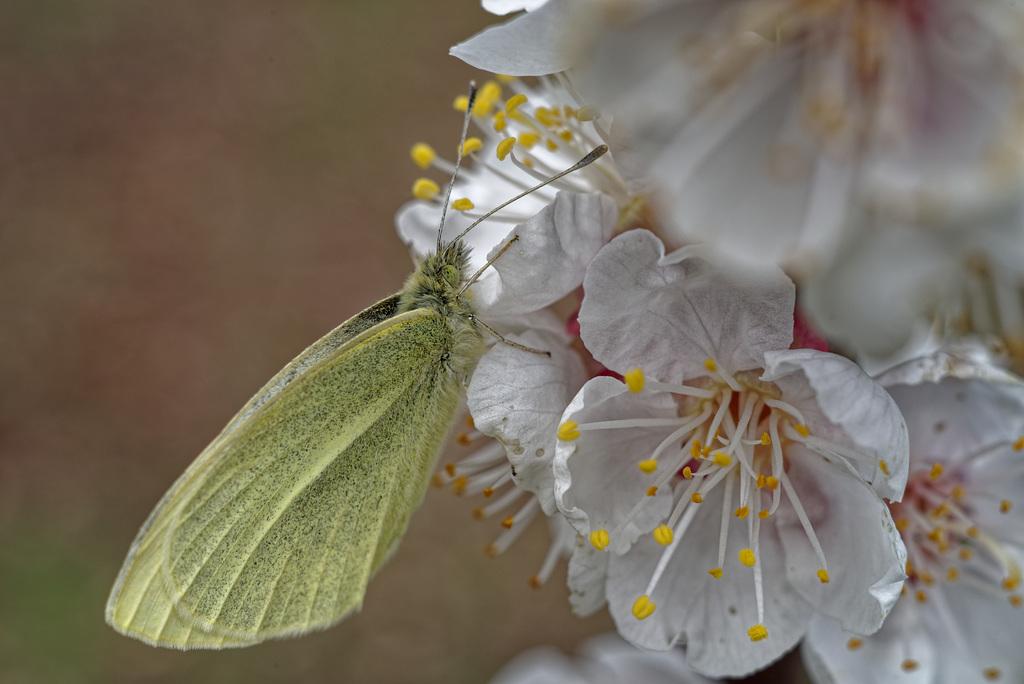 19.03.24 Zitronenfalter 9753