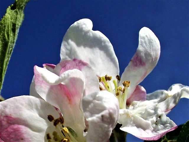 Gorgeous apple blossom