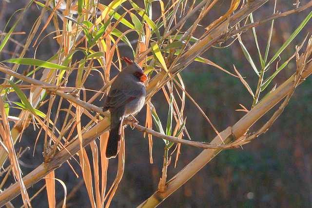 Pyrrhuloxia