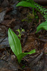 Liparis loeselii (Loesel's Twayblade orchid)