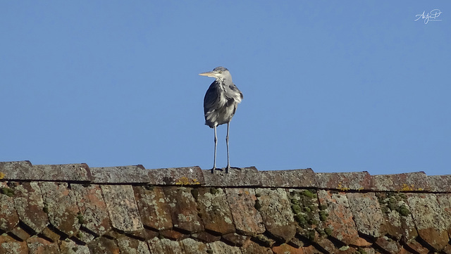 grey heron