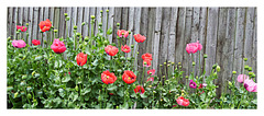 Poppies beyond the garden fence East Blatchington - 7 6 2021