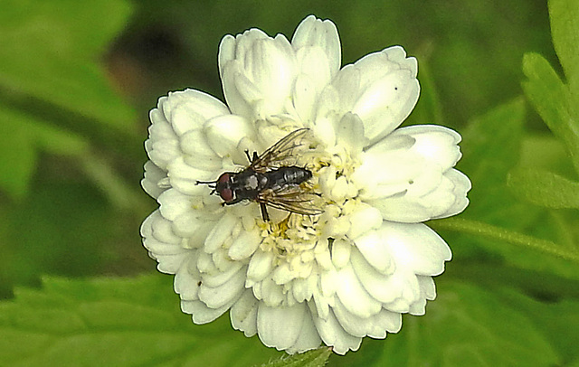 20230626 1352CPw [D~LIP] Mutterkraut (Tanacetum parthenium) Fliege, Bad Salzuflen