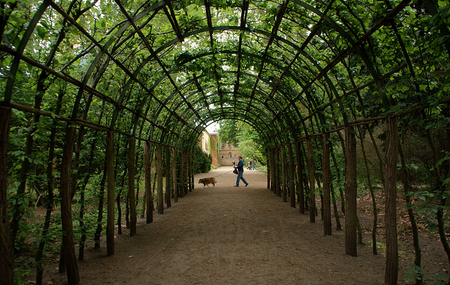 Laubengang im Park Sanssouci