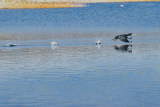 Cormorant take off!