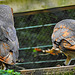 20230728 3310CPw [D~HF] Schleiereule (Tyto alba), Tierpark Herford