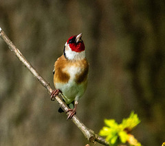 Goldfinch