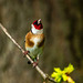 Goldfinch