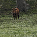 20250524-20250525_Benneckenstein+Wanderung Tanne bis Elbingerode