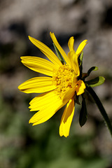 Arrowleaf Balsamroot Arrowleaf Balsamroot