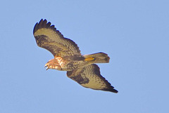 Buzzard (Buteo buteo)