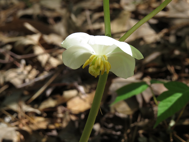 Mayapple flower