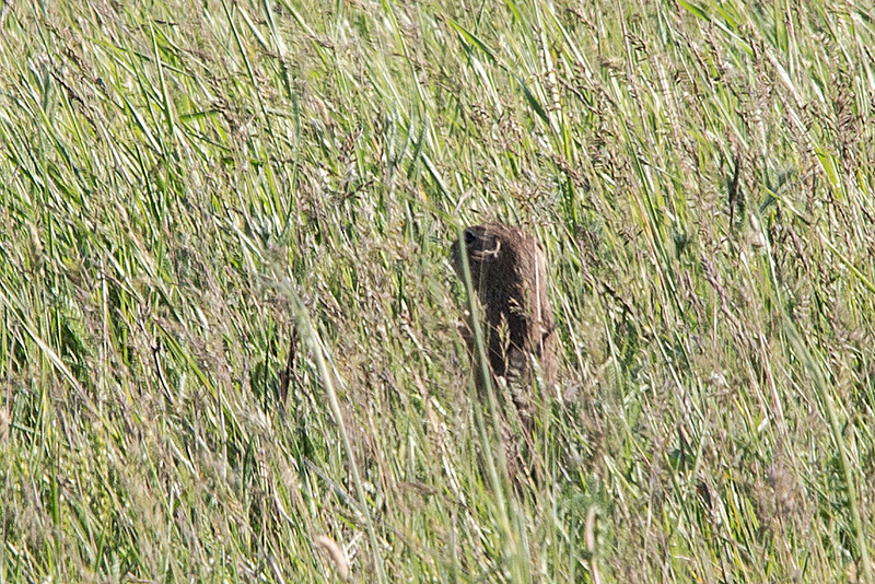 20170516 3048VRTw [H] Ziesel (Citellus citellus), Neusiedler See, [Sarród]