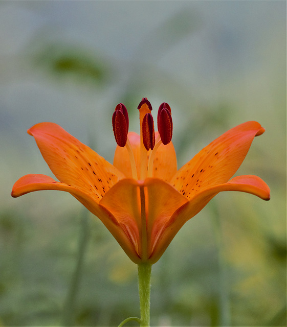 lilium